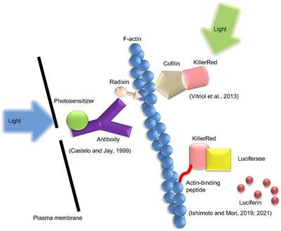Control of actin polymerization via reactive oxygen species generation using light or radiation